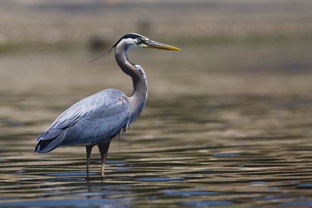 Mať od všetkého odstup je oslobodzujúce: Prípad Ardea Herodias