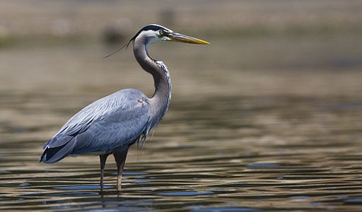Mať od všetkého odstup je oslobodzujúce: Prípad Ardea Herodias