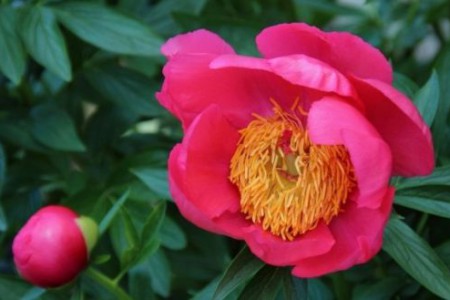 Paeonia officinalis