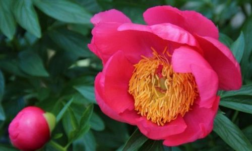 Paeonia officinalis