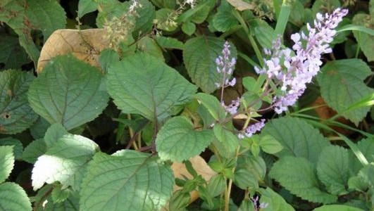 Prípad tvrdo pracujúcej ambicióznej ženy - Plectranthus fruticosus