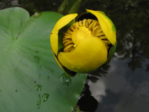 Nuphar lutea