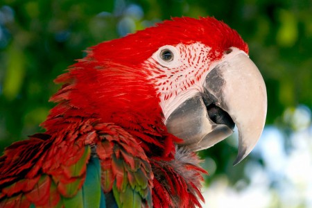 Prípad Macaw z praxe Douglasa Browna - 2. časť