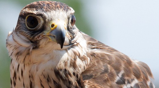 Falco peregrinus
