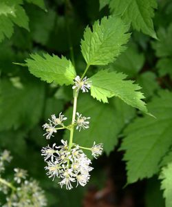 Actaea spicata