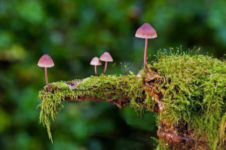 FUNGI (Huby) - Friedrich Ritzer & Hans Eberle - 20. - 21. 11. 2021
