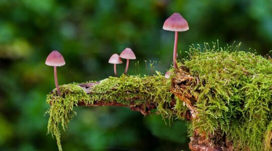 FUNGI (Huby) - Friedrich Ritzer & Hans Eberle - 20. - 21. 11. 2021